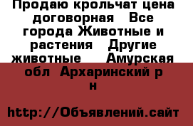 Продаю крольчат цена договорная - Все города Животные и растения » Другие животные   . Амурская обл.,Архаринский р-н